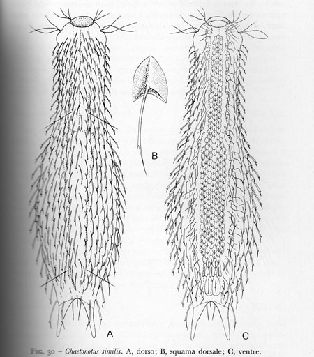 Due Gastrotricha  -  Chaetonotus sp.